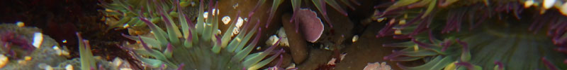 Closeup of anemone tentacles. Closeup of anemone tentacles.