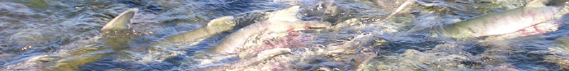 Salmon returning to Sheep Creek. Salmon returning to Sheep Creek.