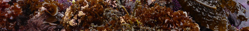 Seaweeds in the tide pools. Seaweeds in the tide pools.