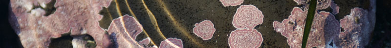 Water ripple over a rock with algae. Water ripple over a rock with algae.