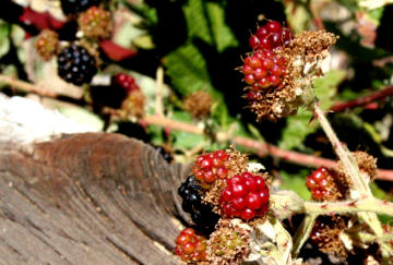 berries