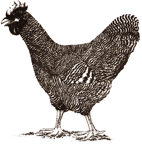 coq