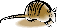 armadillo