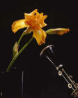 flowers and clarinet