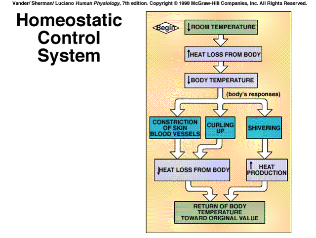 Homeostasis respiratory pathway diagram 