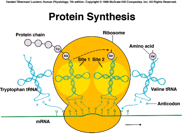 the synthesis of proteins occurs