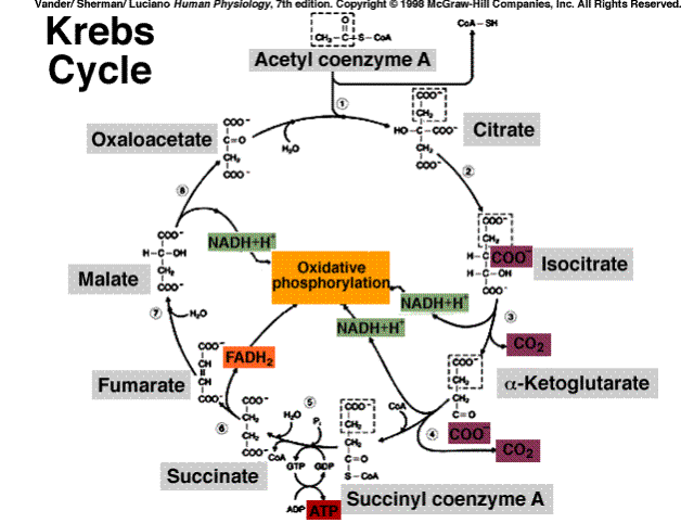 Fuel Metabolism