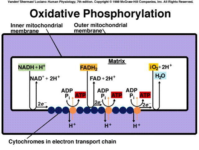 Fuel Metabolism