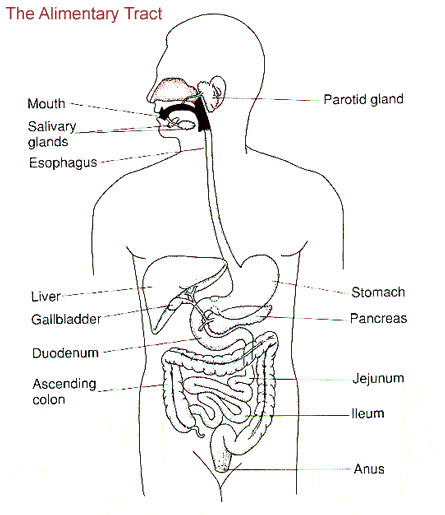 Alimentary Tract graphic