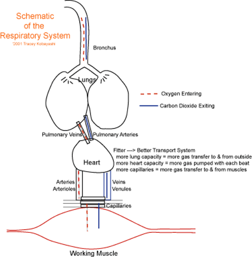 Cardiorespiratory System Schematic
