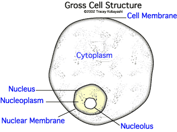 Gross Cell Structure