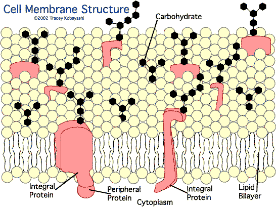 Cell Membrane Image