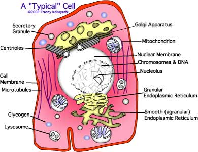 Cell Structure Image