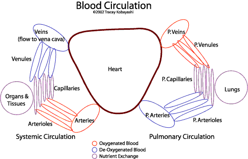 circulation graphic