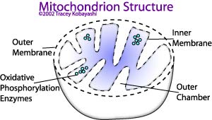 Mitochondrion Structure
