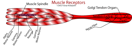 golgi tendon organ and muscle spindle