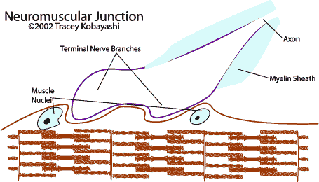 Neuromuscular Junction graphic