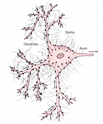 neuron graphic