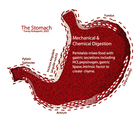 Stomach Graphic