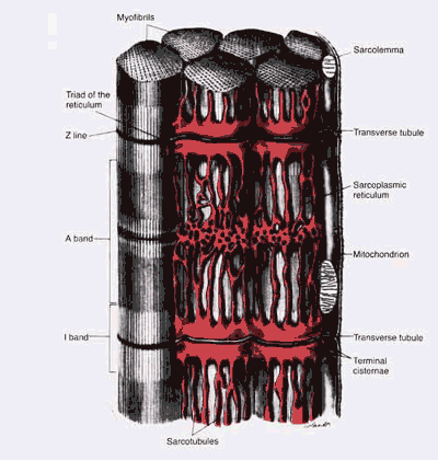 Muscle Cell Image