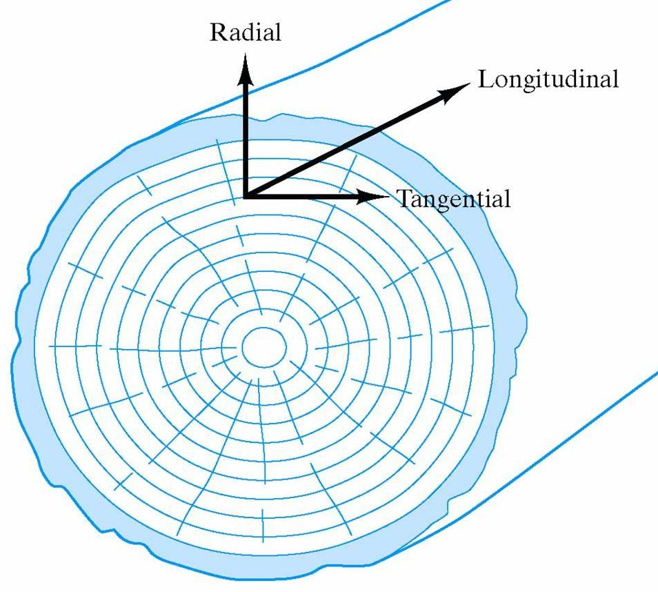 the directions of wood identified: tangential, radial and longitudnial
